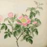 <i>Rosa canina</i> var. <i>major</i> Andr. rose photo
