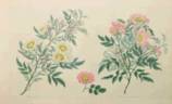 <i>Rosa tomentosa</i> Sm. rose photo