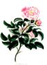 <i>Rosa provincialis variegata</i> rose photo