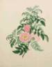 Pompon Quatre-Saisons rose photo