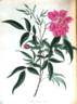 <i>Rosa indica salicifolia</i> Andr. rose photo