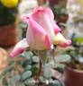 Shah Alam rose photo