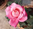 Bahurupi rose photo