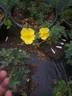 Golden Chersonese rose photo
