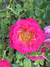 Be My Baby rose photo