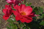 Jane Lazenby rose photo