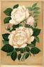 James Bougault rose photo