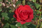 Red Velvet rose photo
