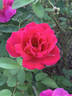 Fandango rose photo