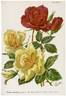 Madame Raymond Gaujard rose photo