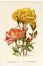 Helen Fox rose photo