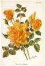 Madame Colette Martinet rose photo