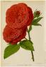 Madame Scipion Cochet rose photo