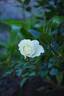 Niphetos rose photo