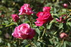 Prof. Ganiviat rose photo