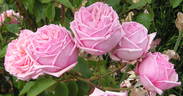 Rhodologue Jules Gravereaux rose photo