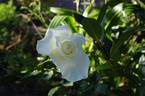 Niphetos rose photo