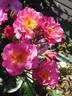 Birchgrove rose photo
