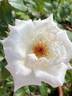 Honor rose photo