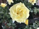 Debüt rose photo