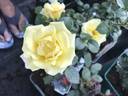 Debüt rose photo