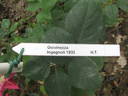 Giovinezza rose photo