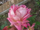 Giovinezza rose photo