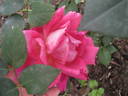 Giovinezza rose photo