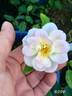 REPP rose photo