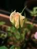 REPP rose photo