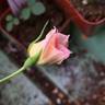 REPP rose photo