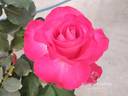 Gary Player rose photo