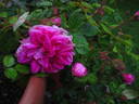 Laneii rose photo