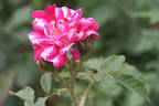 Cassovia rose photo