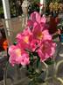Roger English rose photo