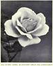 Antoine Rivoire rose photo