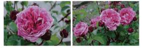 Red Shadow rose photo