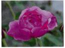 GJMRR 2016 rose photo