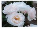 YSJOS 2016 rose photo