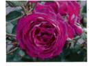 GTOT 2011 rose photo