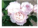 Le Rire rose photo