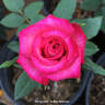 Klassy Lady rose photo