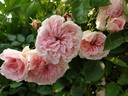 Thyra Hammerich rose photo
