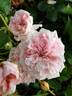 Thyra Hammerich rose photo
