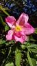 2BY2XVIB rose photo