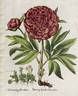 Paeonia officinalis flore pleno peony photo