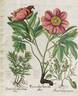 P. officinalis subsp. officinalis peony photo