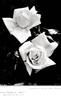 Los Angeles rose photo