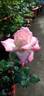 Shah Alam rose photo