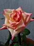 Arunabh Mani rose photo